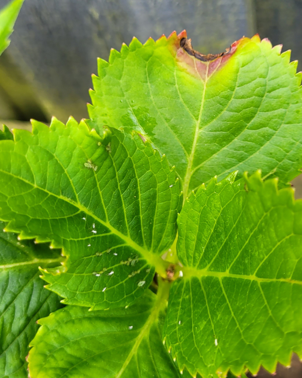 Is this Hydrangea scale.. — BBC Gardeners' World Magazine