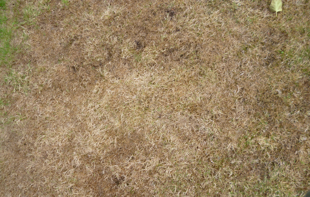 Will grass recover if not watered? Page 2 — BBC Gardeners' World Magazine