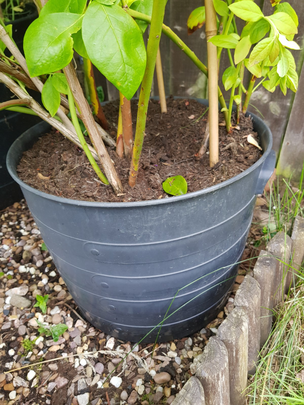 Pot size for blueberries — BBC Gardeners' World Magazine