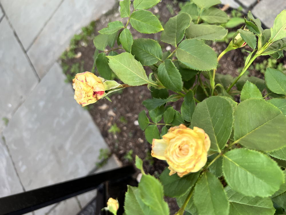 Why are my rose bloom wilted? — BBC Gardeners' World Magazine