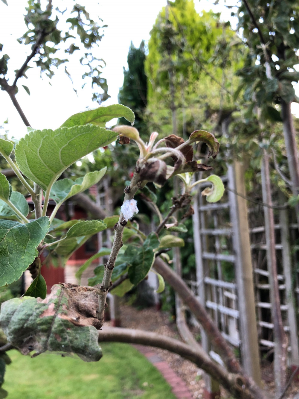 Help! What’s wrong with my Apple tree? — BBC Gardeners' World Magazine