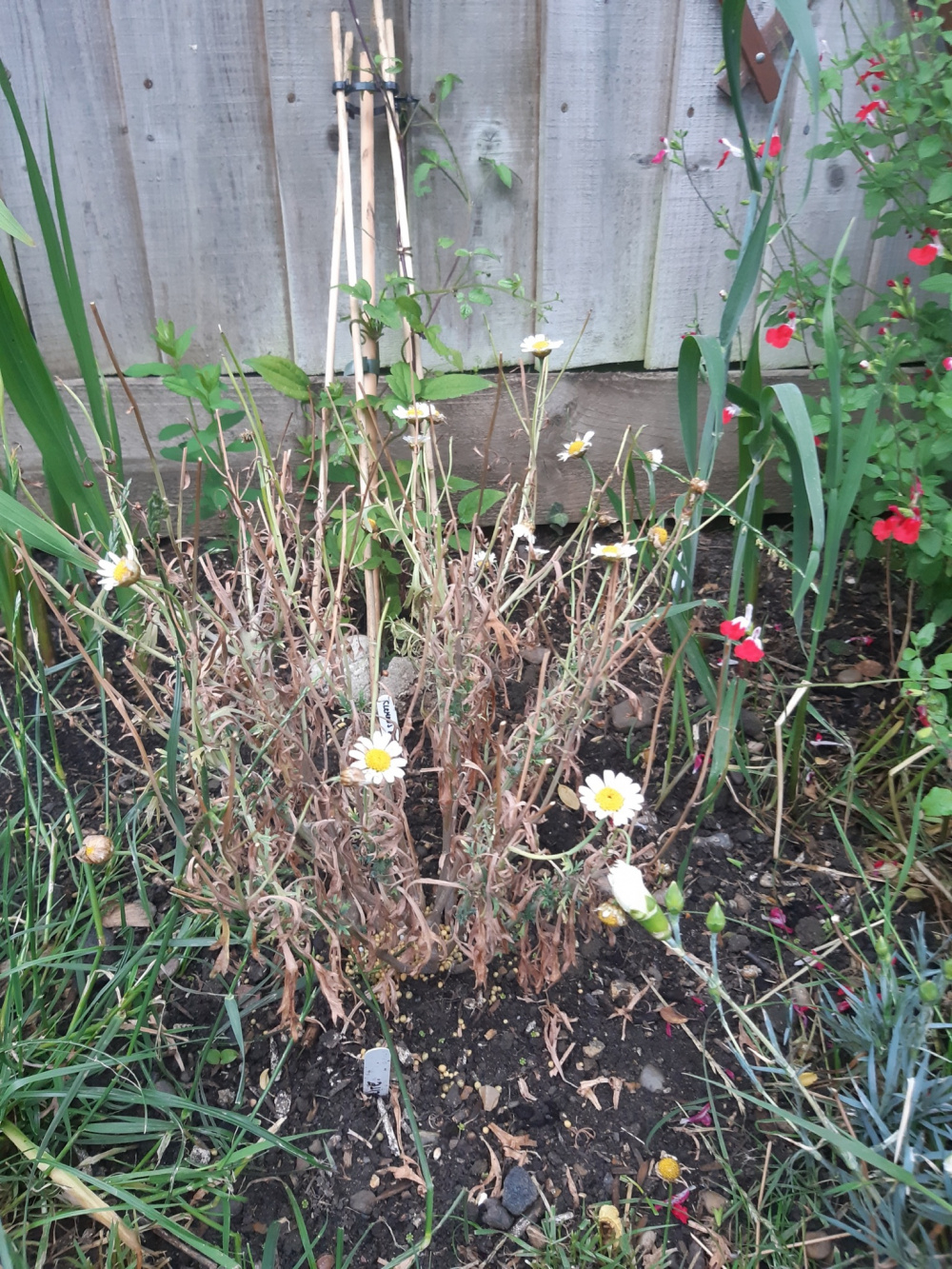 Marguerite daisy dying — BBC Gardeners' World Magazine