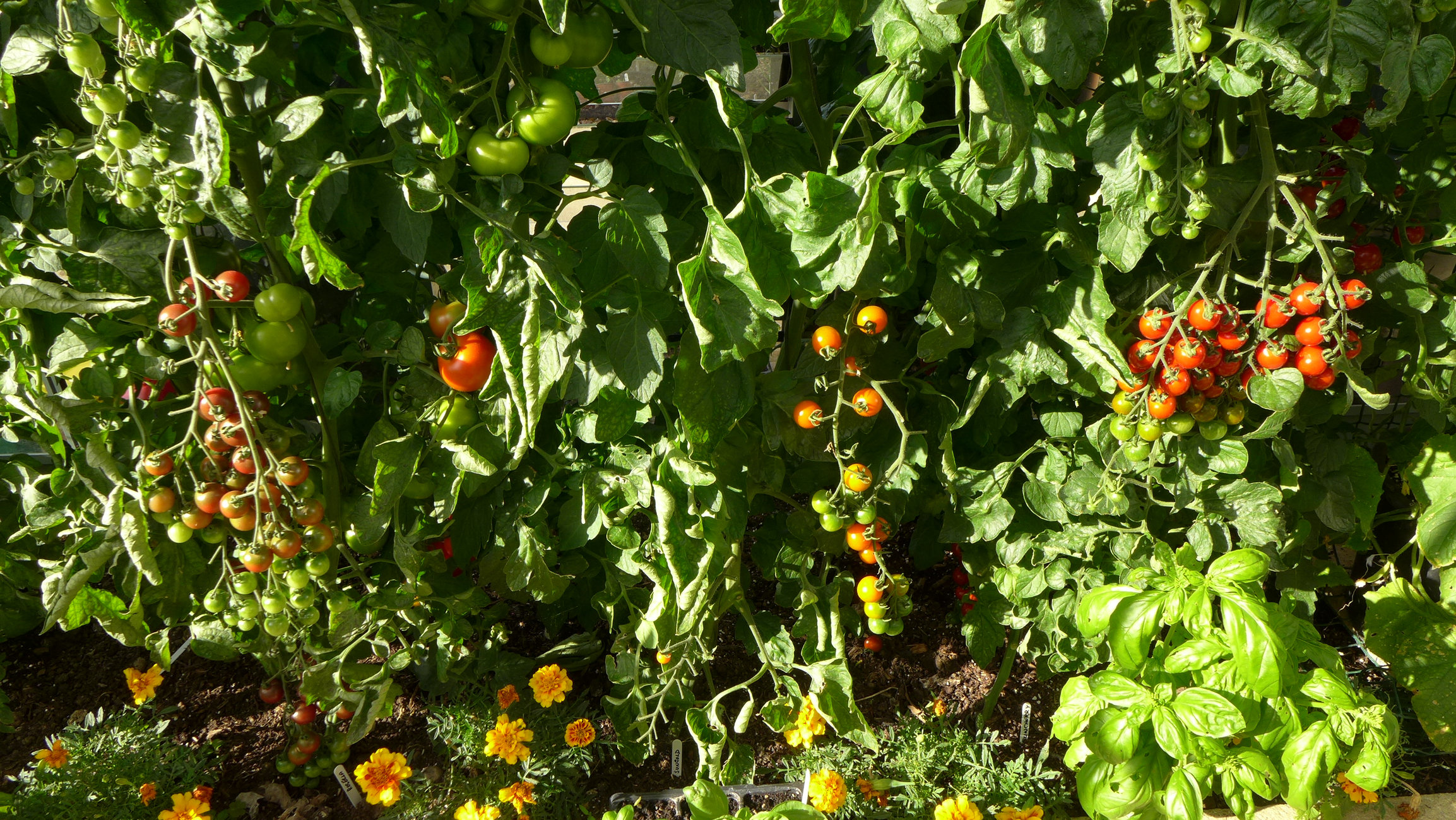 Cherry tomatoes with very tough skin Page 2 — BBC Gardeners' World
