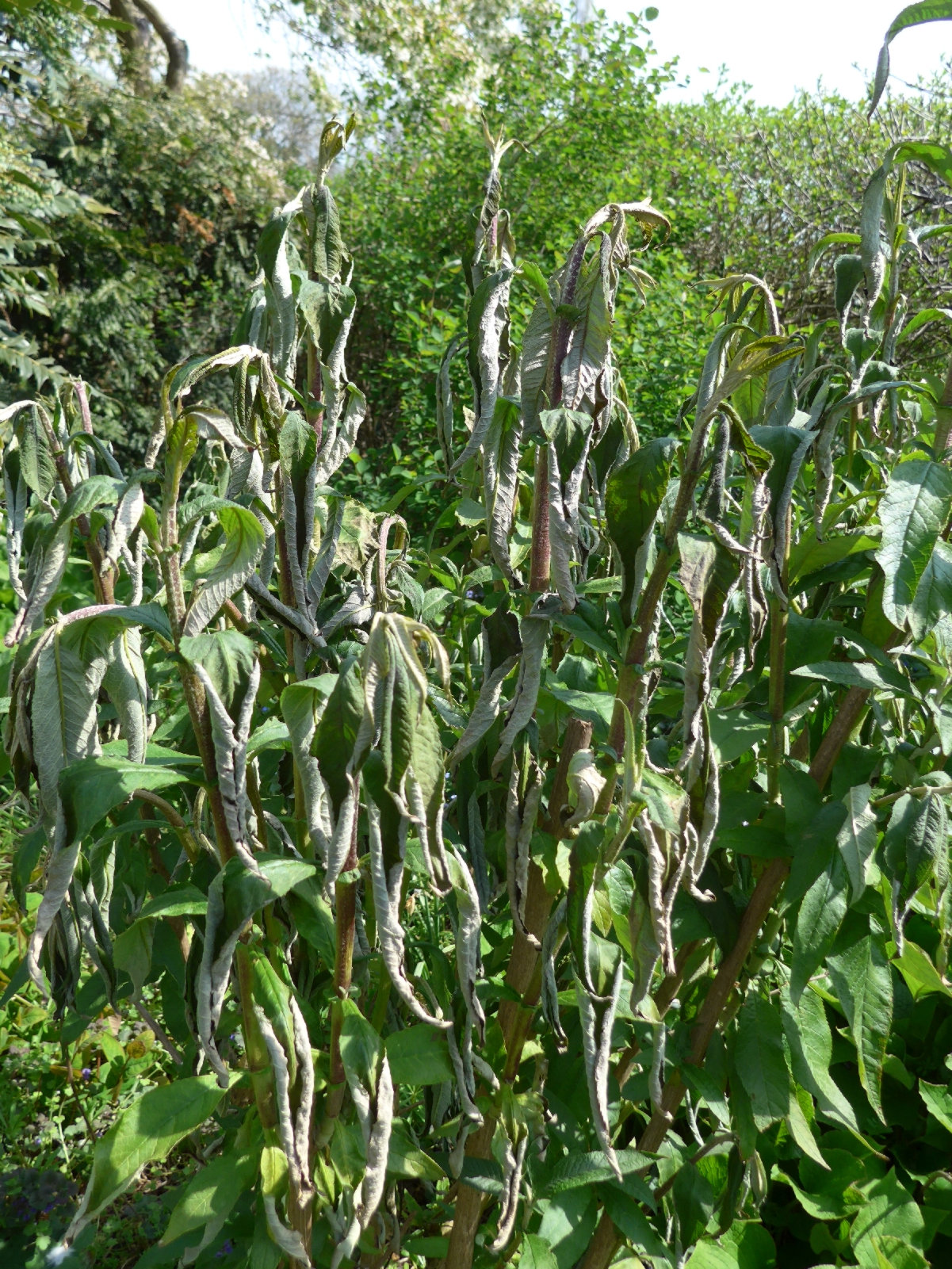 Frost damaged buddleia — BBC Gardeners' World Magazine