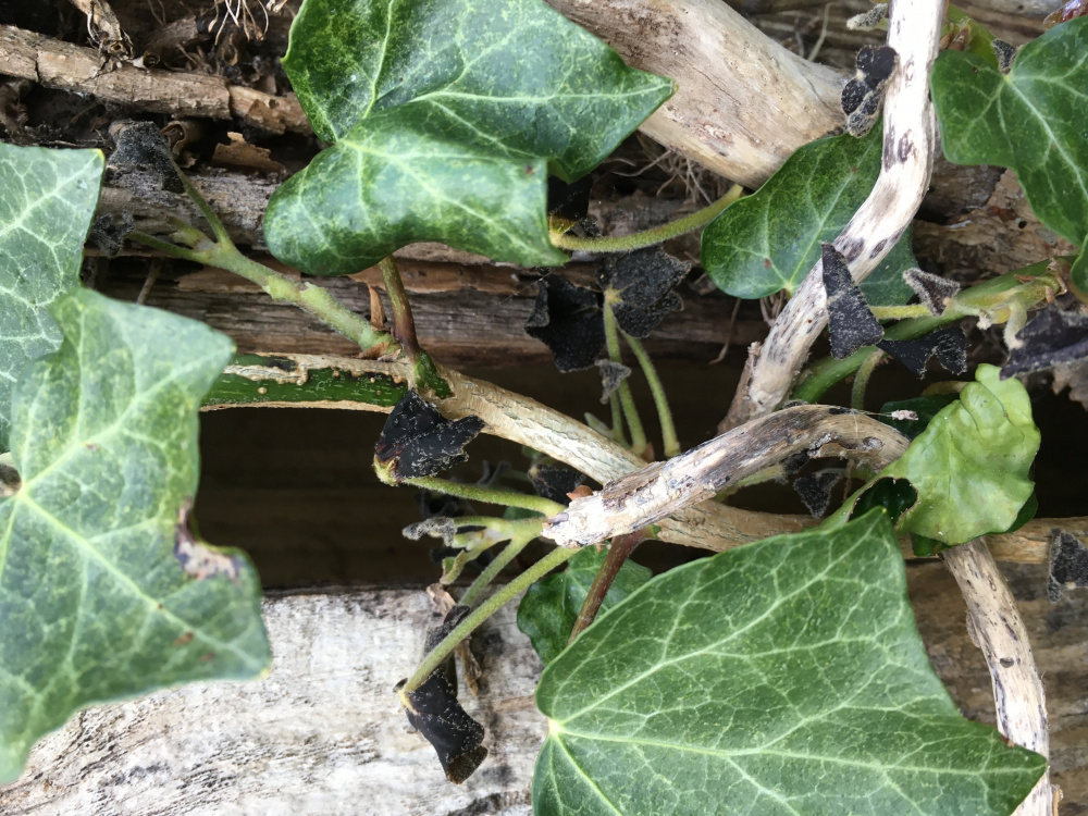 Garden ivy leaves turning black — BBC Gardeners' World Magazine