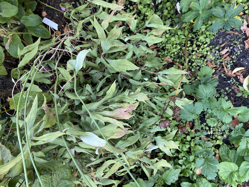 Has the tree peony died? — BBC Gardeners' World Magazine