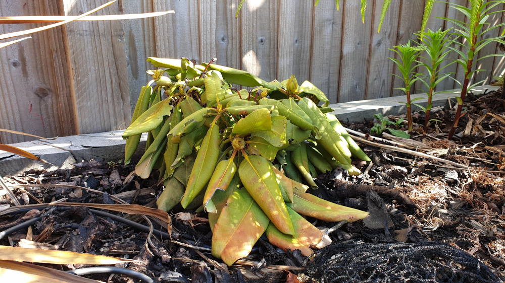 Rhododendron turned yellow — BBC Gardeners' World Magazine