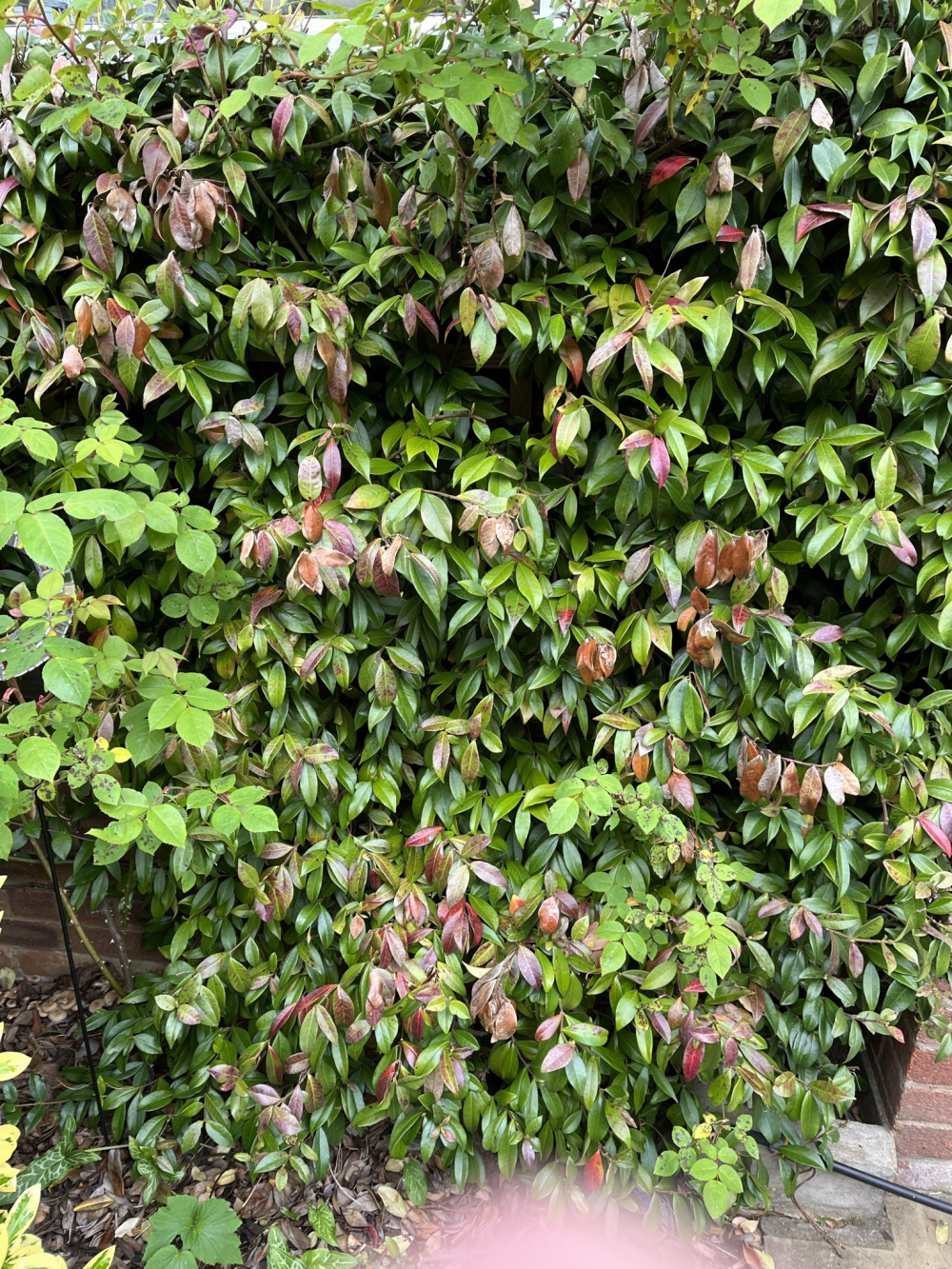 Red/brown leaves on Star Jasmine — BBC Gardeners' World Magazine