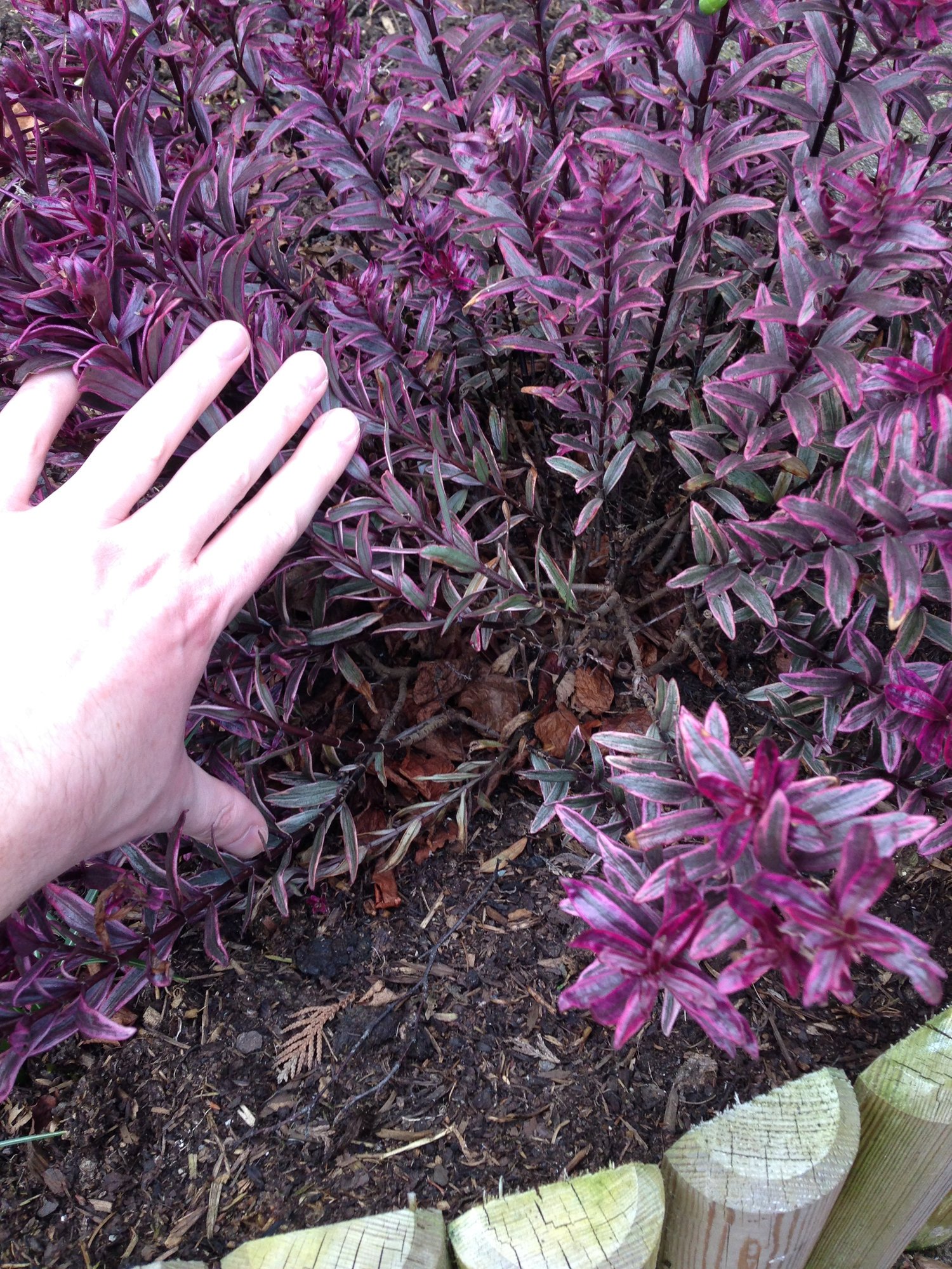 Prune hebe? — BBC Gardeners' World Magazine