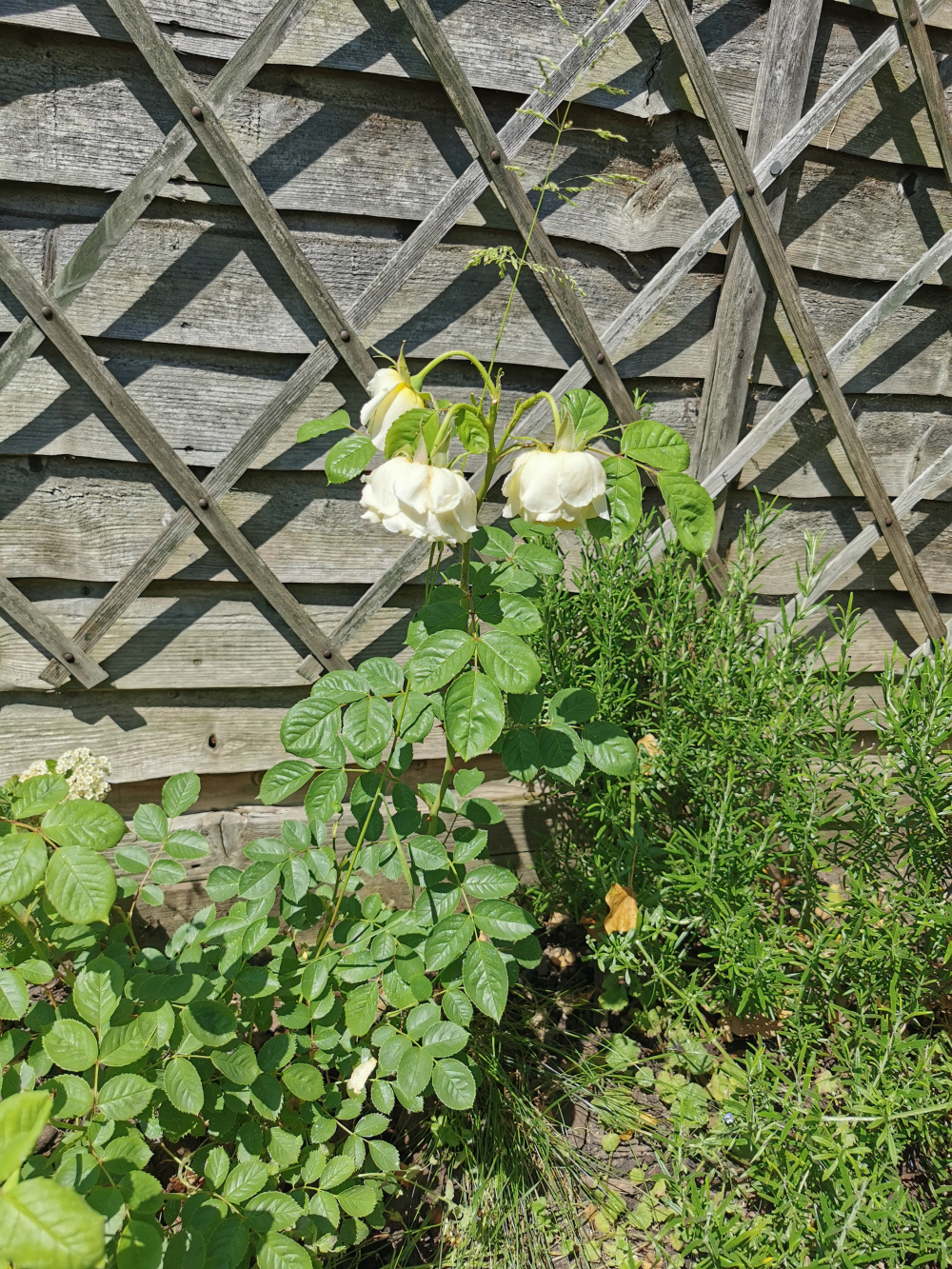 Roses facing down — BBC Gardeners' World Magazine