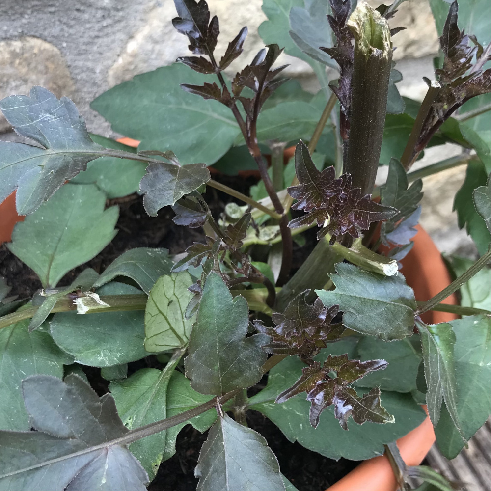 What’s eating my dahlias…? — BBC Gardeners' World Magazine