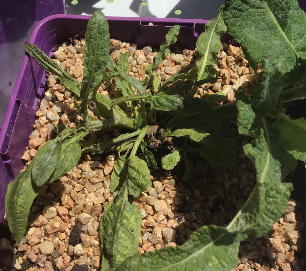 Powdery Mildew...on Salvia Mainacht?? — BBC Gardeners' World Magazine