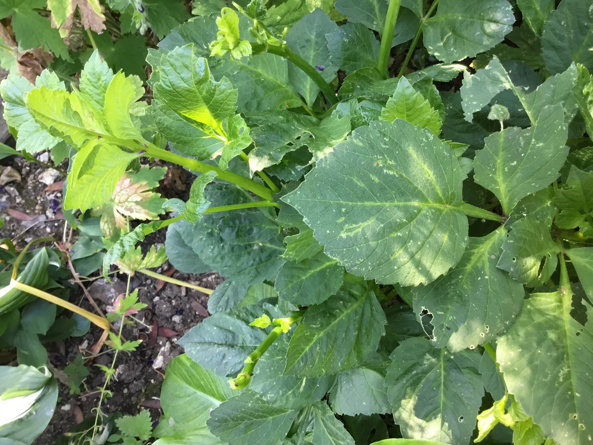 Dahlia leaf problems — BBC Gardeners' World Magazine