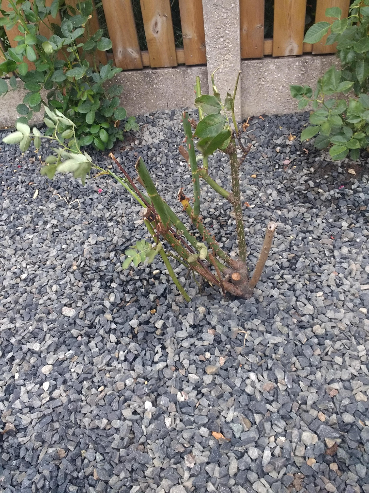 How to prune donated rose bushes — BBC Gardeners' World Magazine