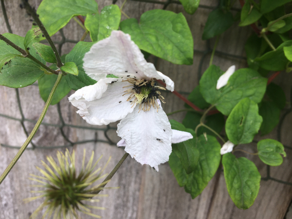 What’s eating my formerly beautiful clematis? — BBC Gardeners' World