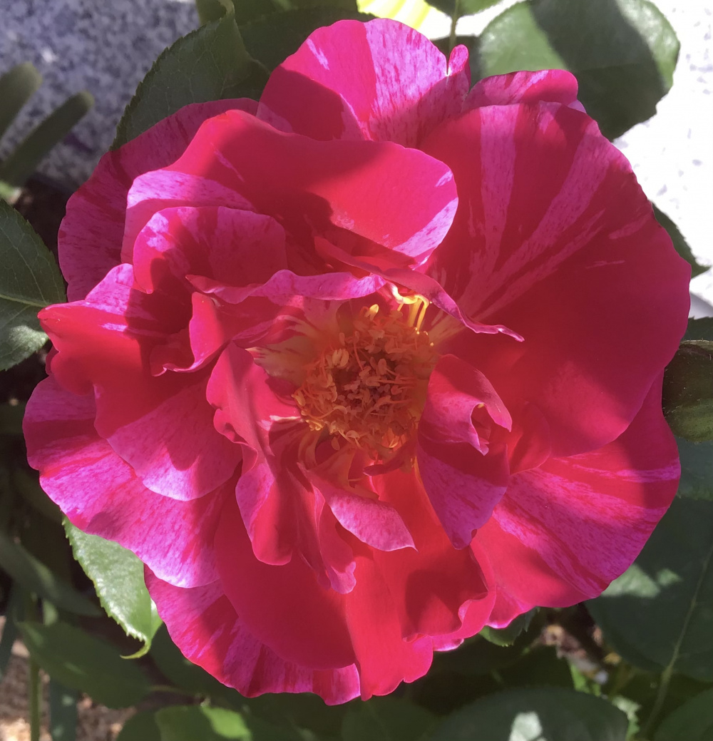 ROSES Spring/Summer Season 2021 Page 227 — BBC Gardeners' World