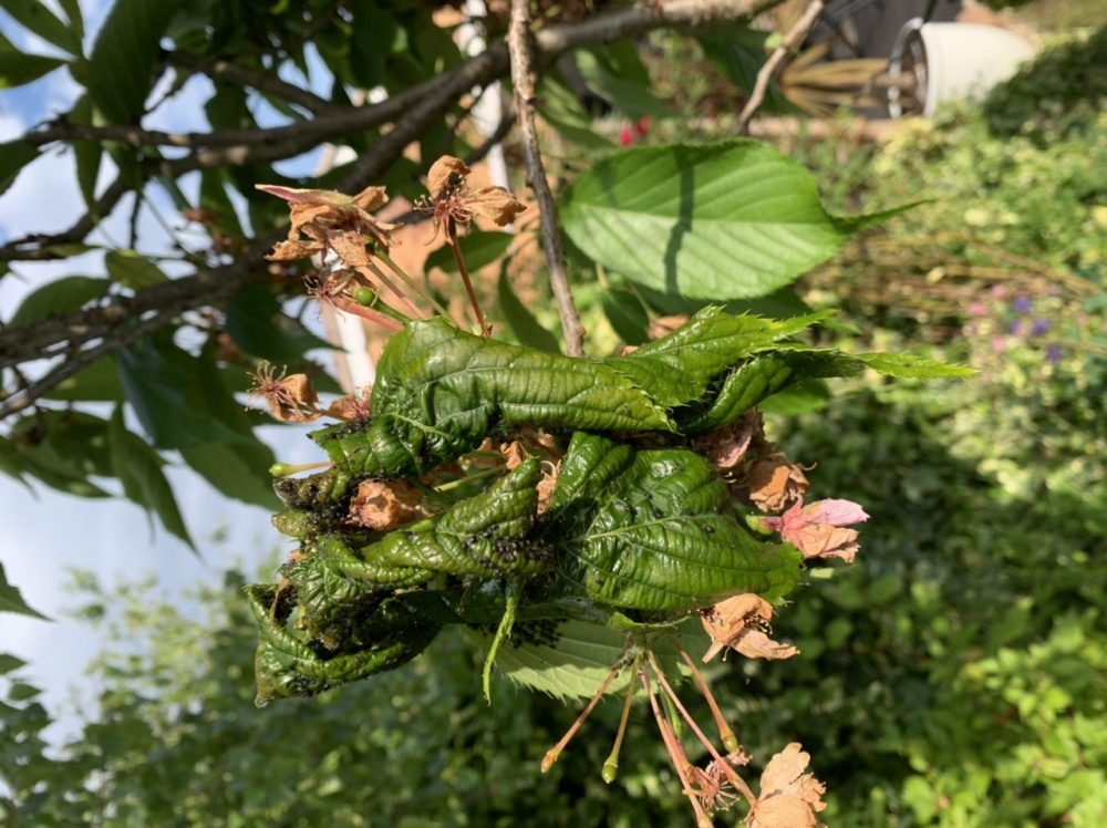 Bugs on cherry tree — BBC Gardeners' World Magazine