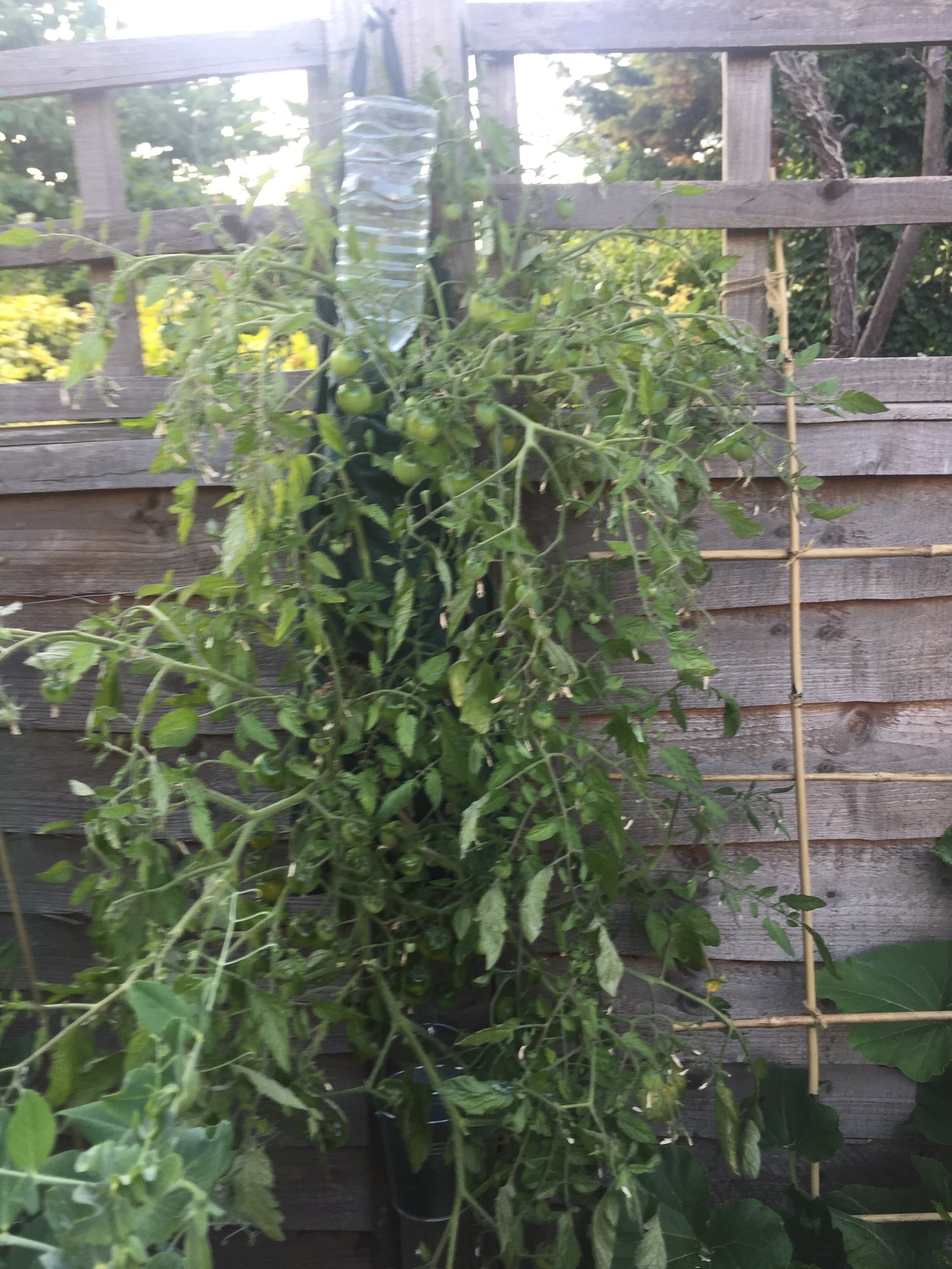 How to keep hanging bags/baskets watered? Page 2 — BBC Gardeners
