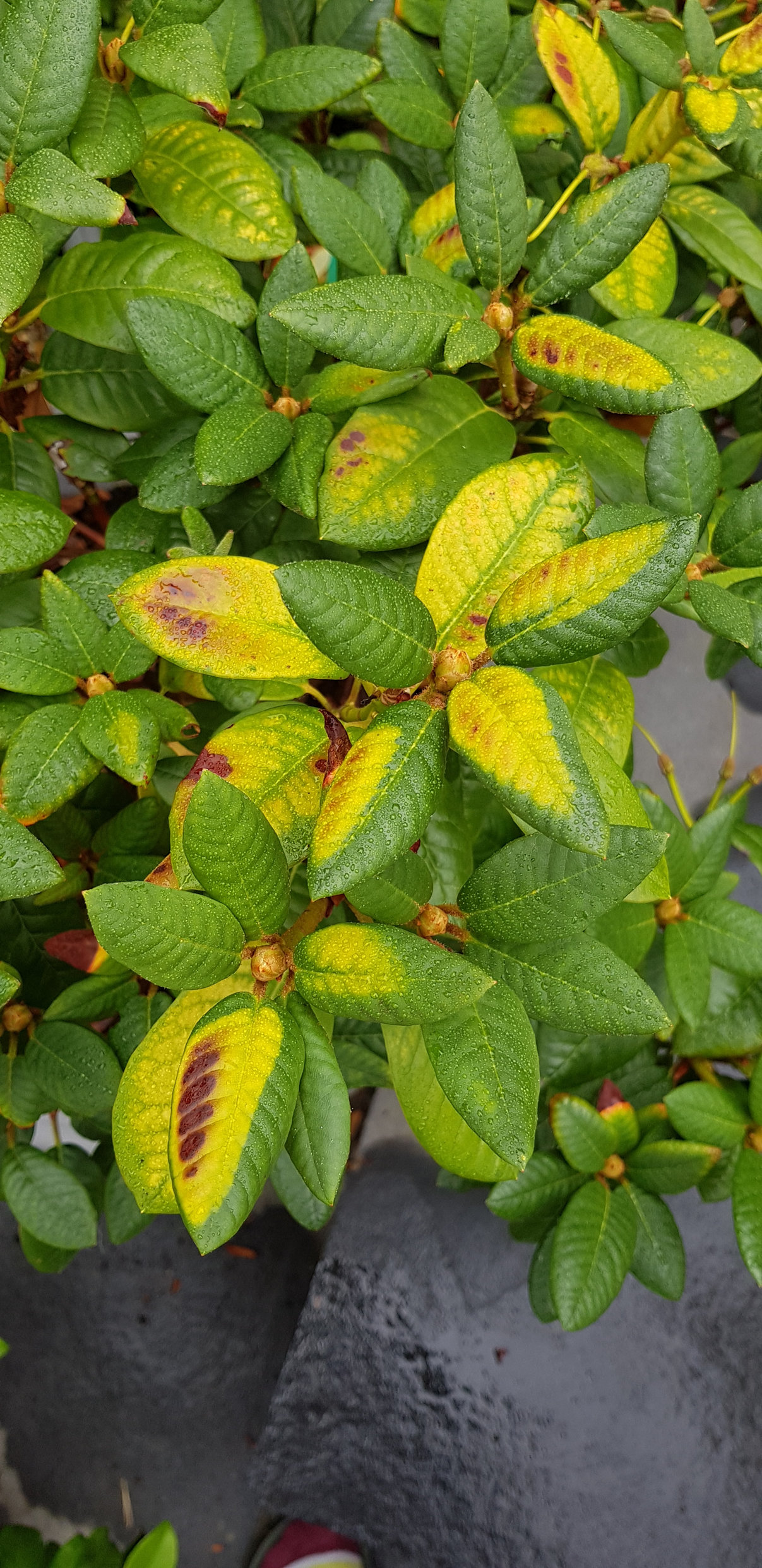 Rhododendron disease? — BBC Gardeners' World Magazine