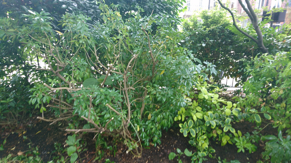 Choisya pruning. — BBC Gardeners' World Magazine