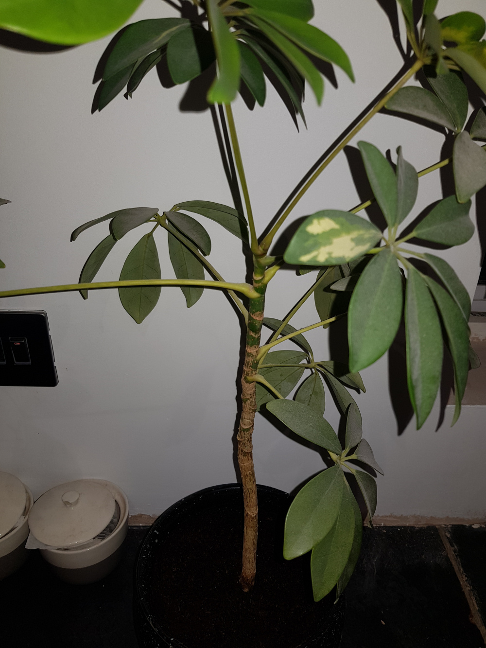 Help pruning a schefflera plant please! — BBC Gardeners' World Magazine