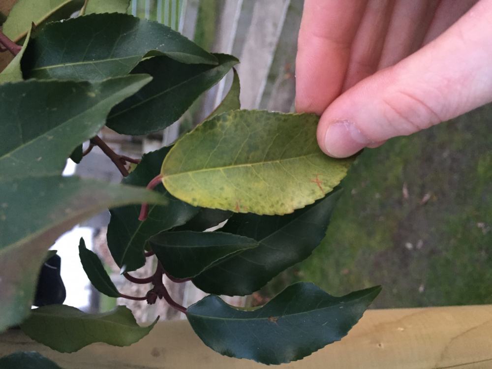 Portuguese Laurel pleached tree problem! — BBC Gardeners