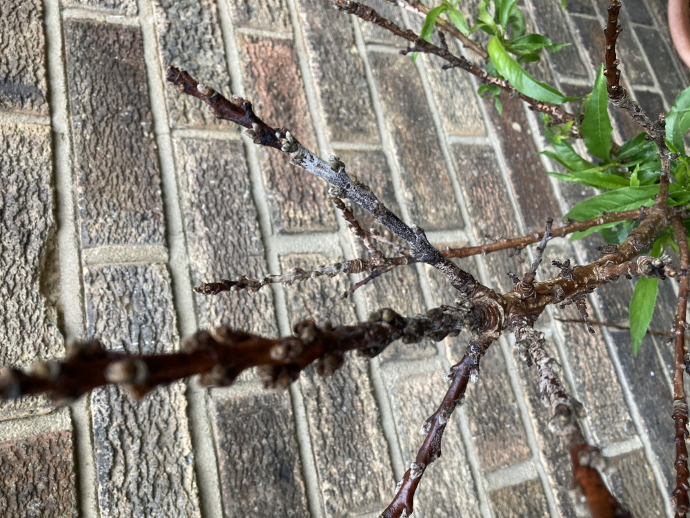 Nectarine tree problem — BBC Gardeners' World Magazine