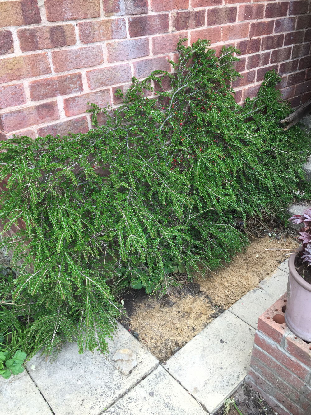 Moving some well established shrubs — BBC Gardeners' World Magazine