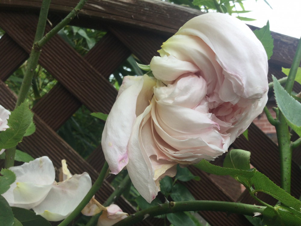 Climbing rose blooms drooping — BBC Gardeners' World Magazine