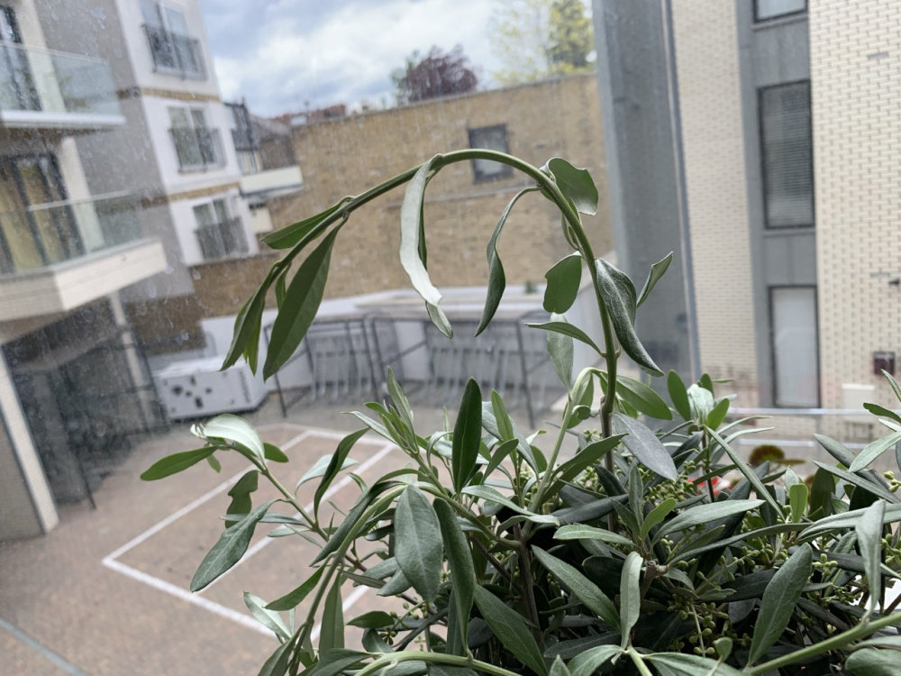 Newly potted olive tree wilting Please help! — BBC Gardeners' World