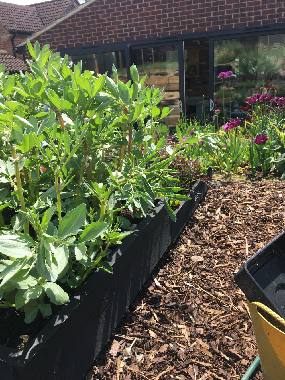 Broad beans wilting! — BBC Gardeners' World Magazine