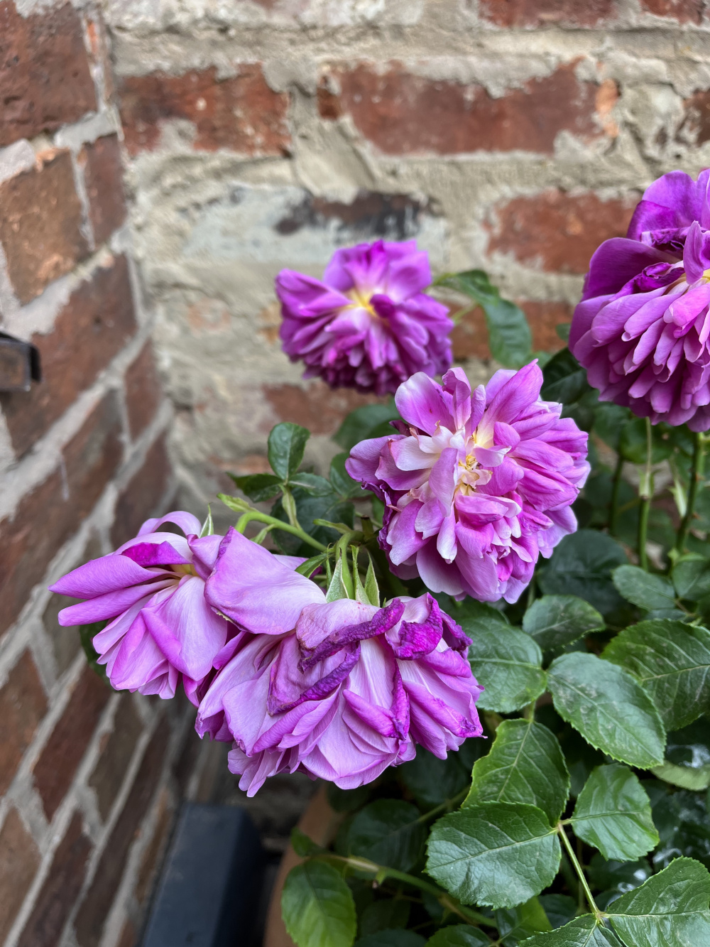 Drooping rose — BBC Gardeners' World Magazine