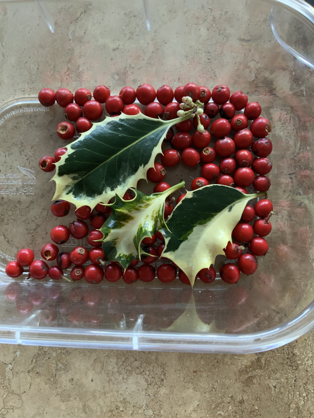 Growing holly from seed — BBC Gardeners' World Magazine