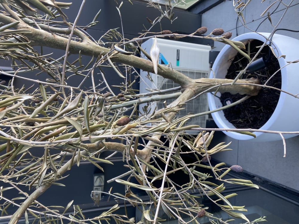 Olive tree brown curling leaves — BBC Gardeners' World Magazine