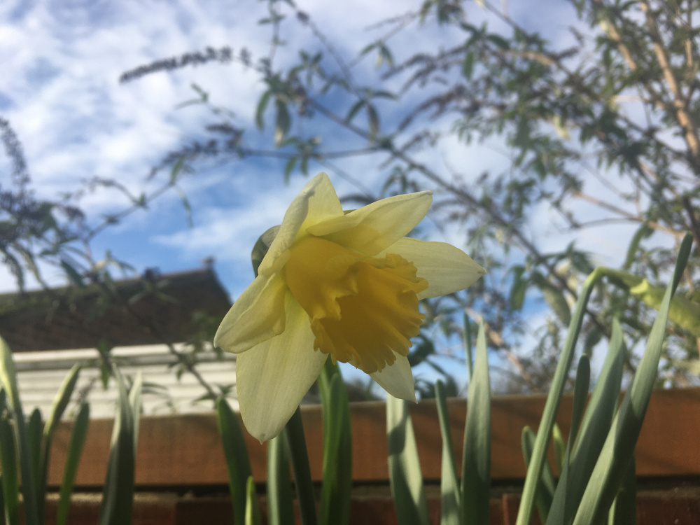 The earliest flowering daffodils in your experience Page 4 — BBC