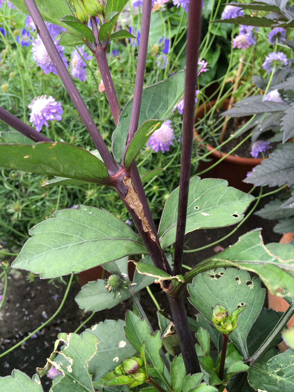 What's been eating my dahlia? — BBC Gardeners' World Magazine