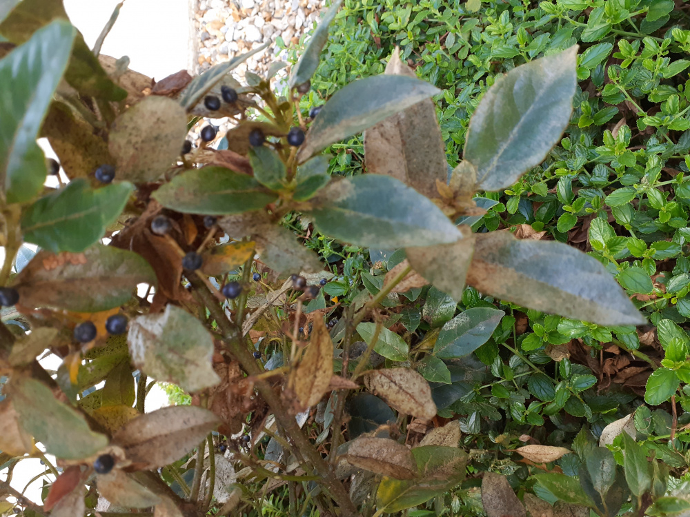 Bay tree leaf problem — BBC Gardeners' World Magazine