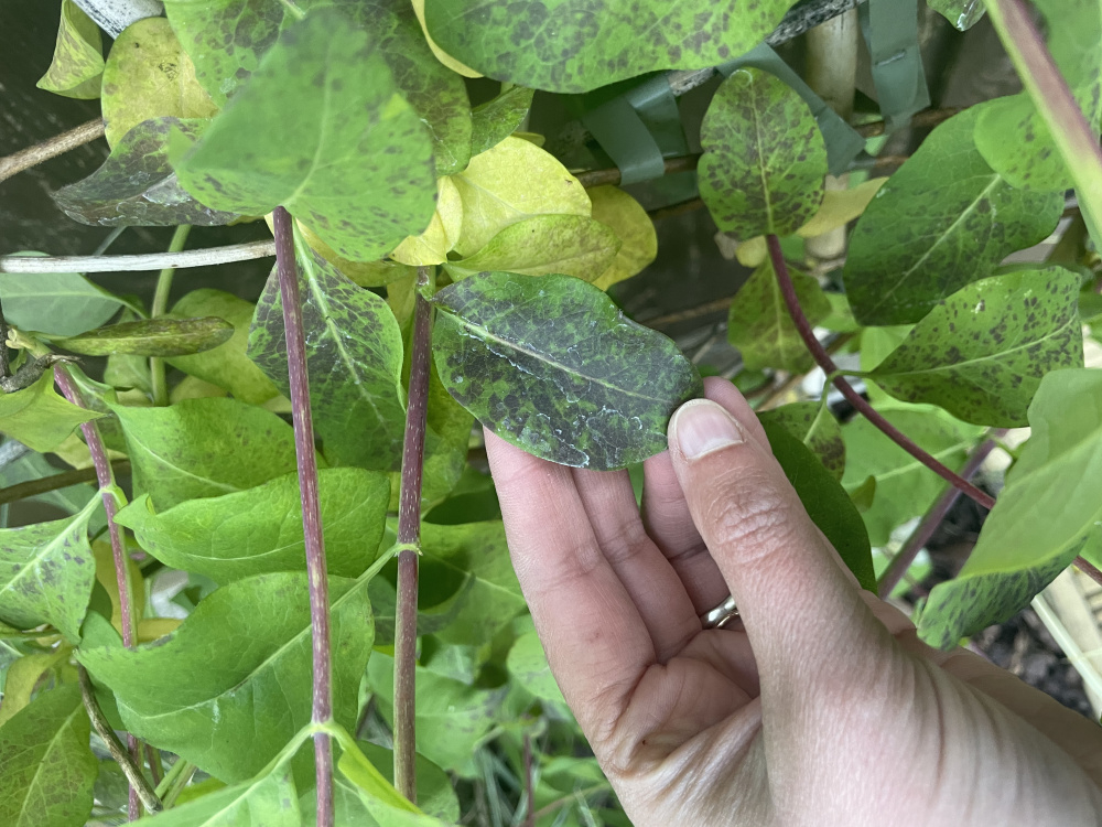 Please help! Honeysuckle disease — BBC Gardeners' World Magazine