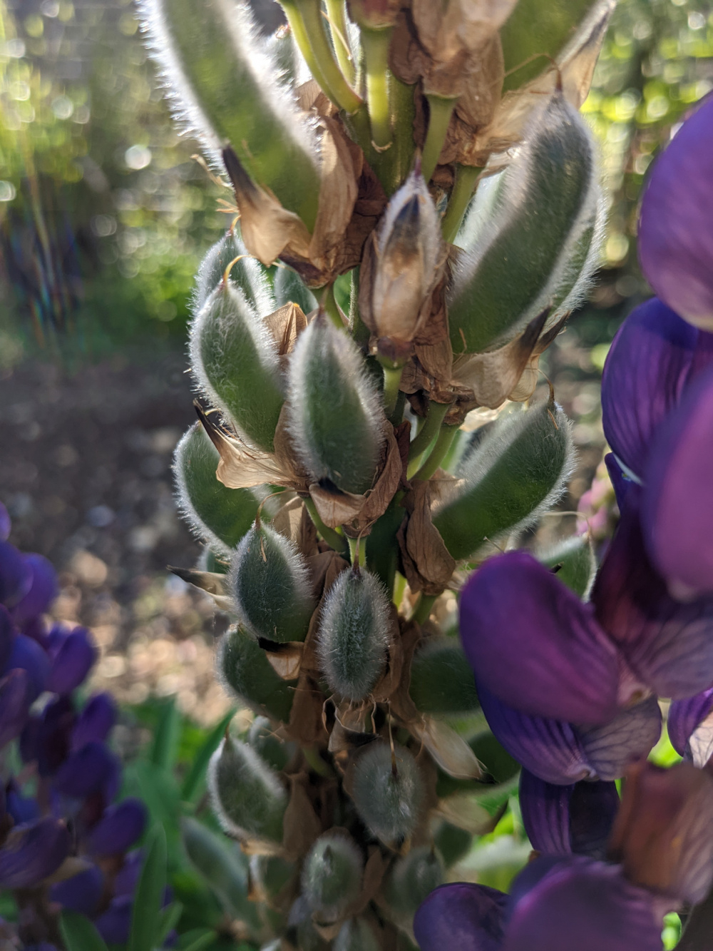 Deadheading lupin — BBC Gardeners' World Magazine