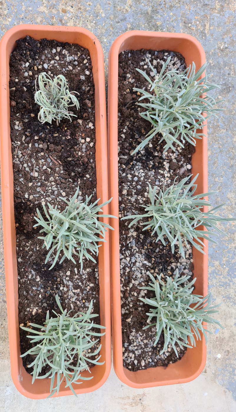 Lavender Wilting Please Help — BBC Gardeners' World Magazine