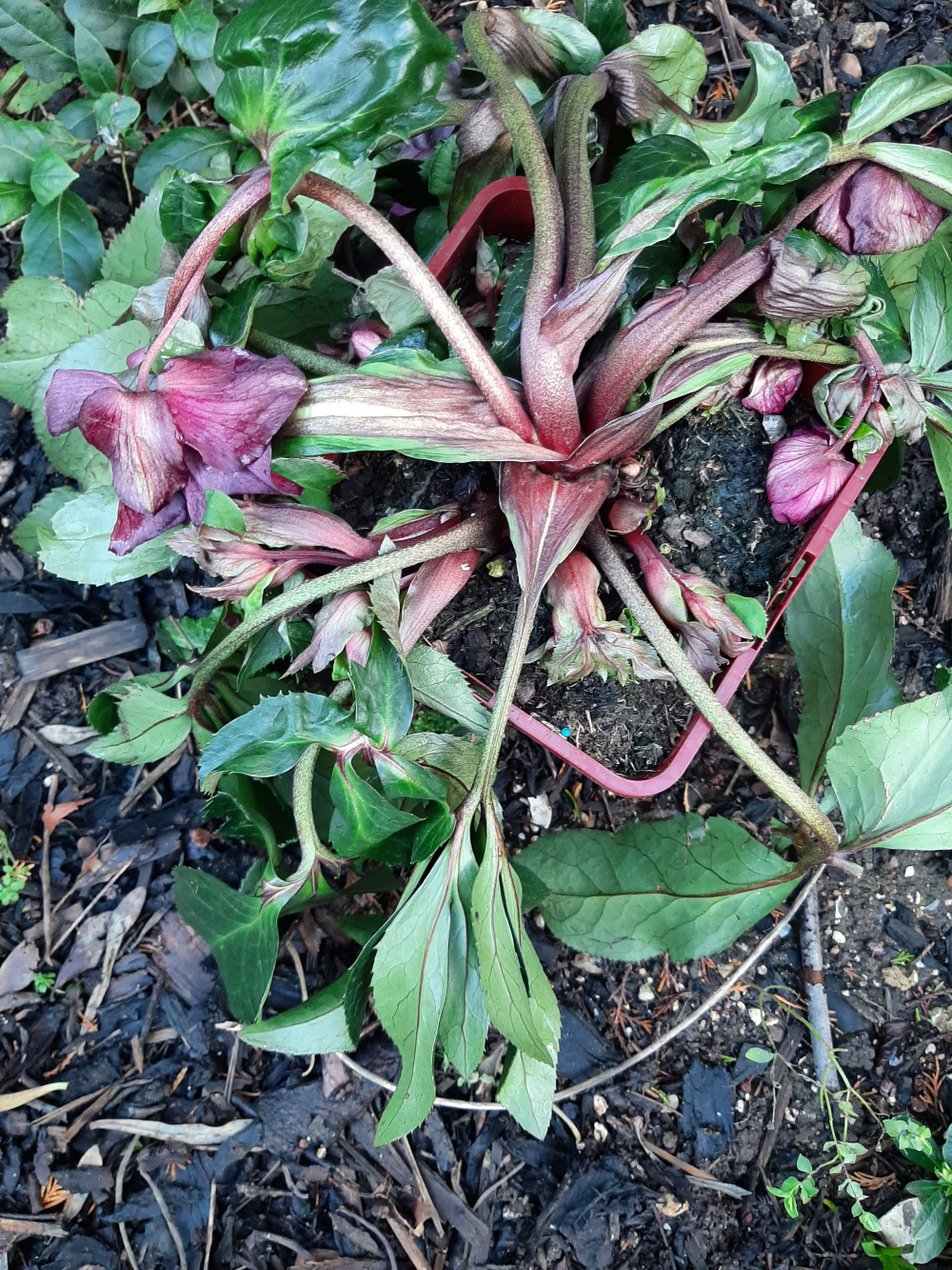 Drooping Hellebore — BBC Gardeners' World Magazine