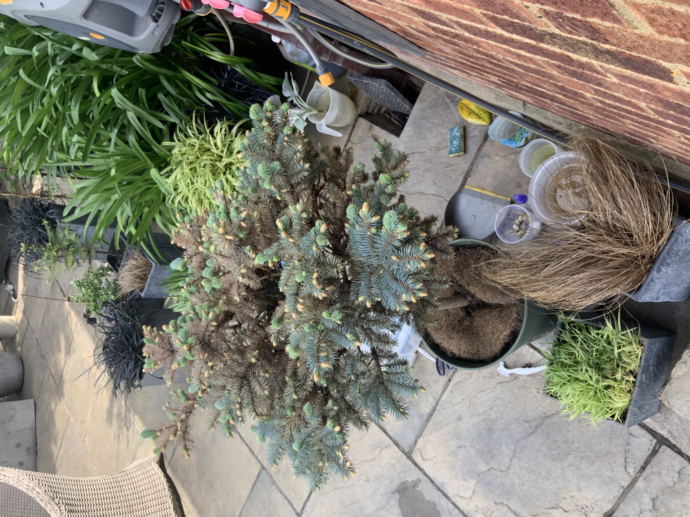 Pine dropping needles — BBC Gardeners' World Magazine