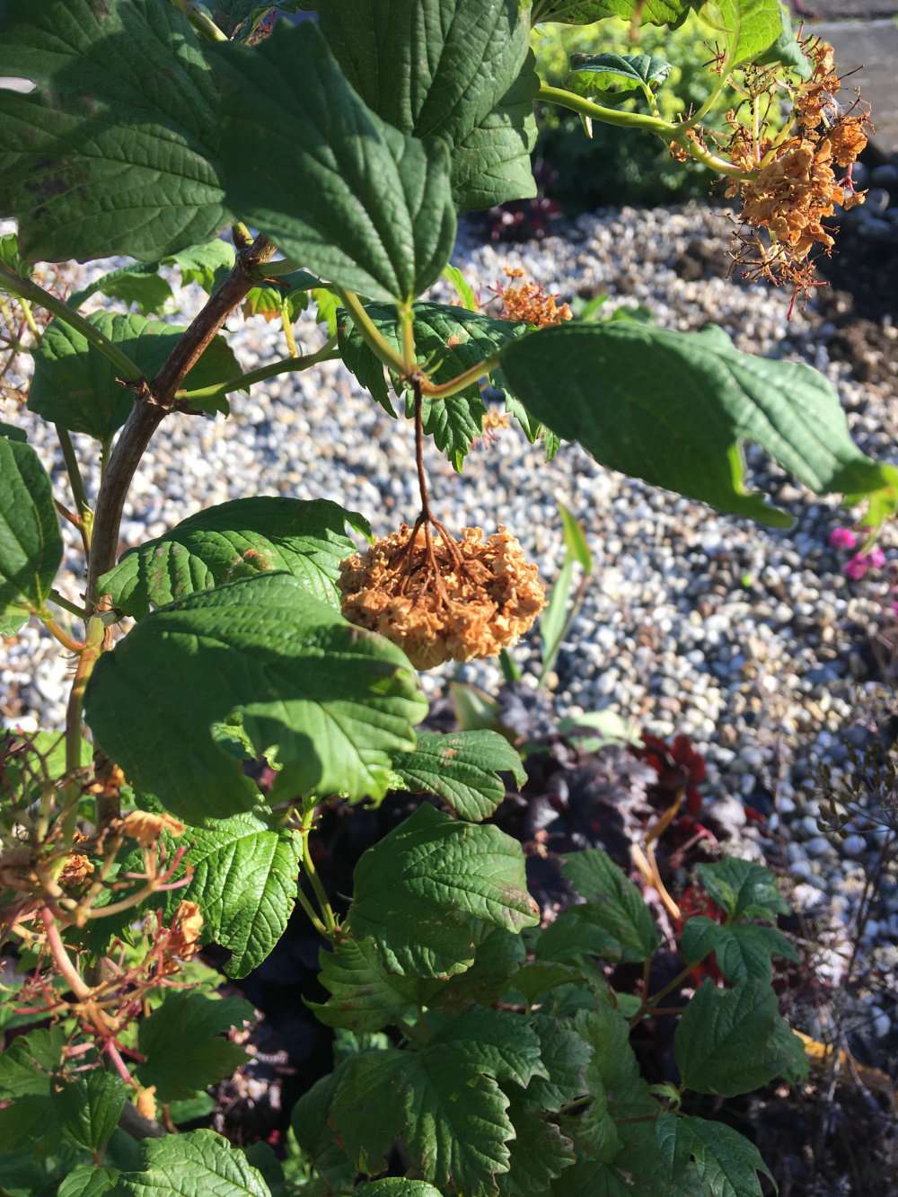 Viburnum Opulus crispy brown flowers — BBC Gardeners' World Magazine