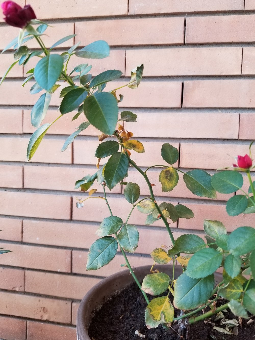 Yellowing leaves on potted rose bush. — BBC Gardeners' World Magazine