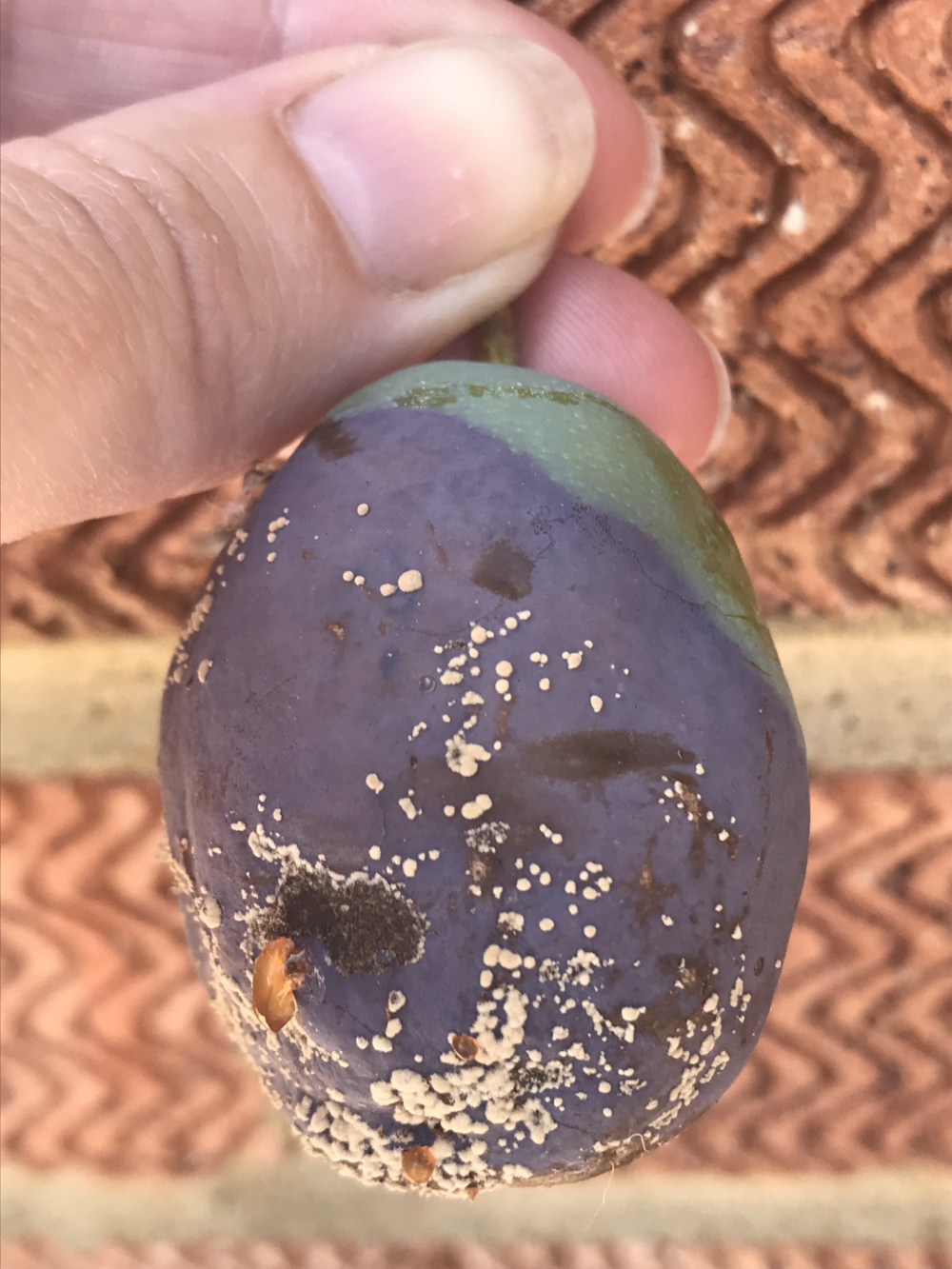 Plum disease is it treatable? — BBC Gardeners' World Magazine