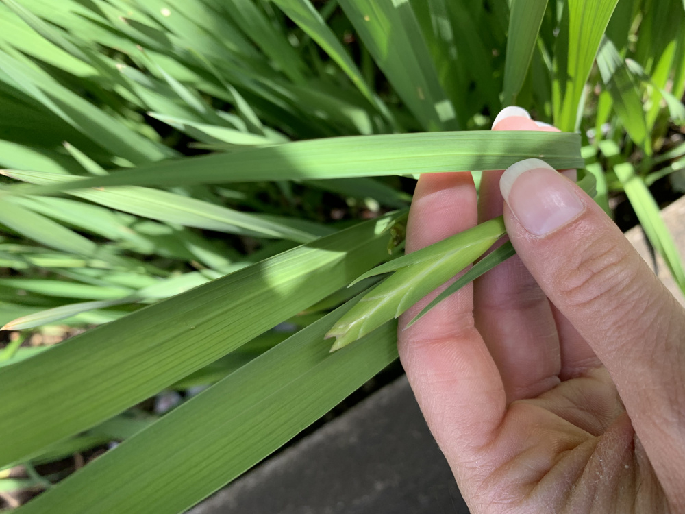 Grasslike plant identification? Page 2 — BBC Gardeners' World Magazine
