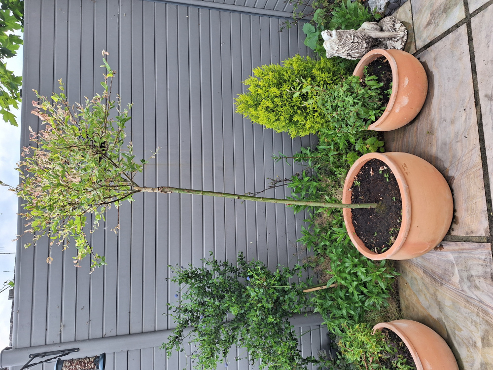 Flamingo tree dying — BBC Gardeners' World Magazine