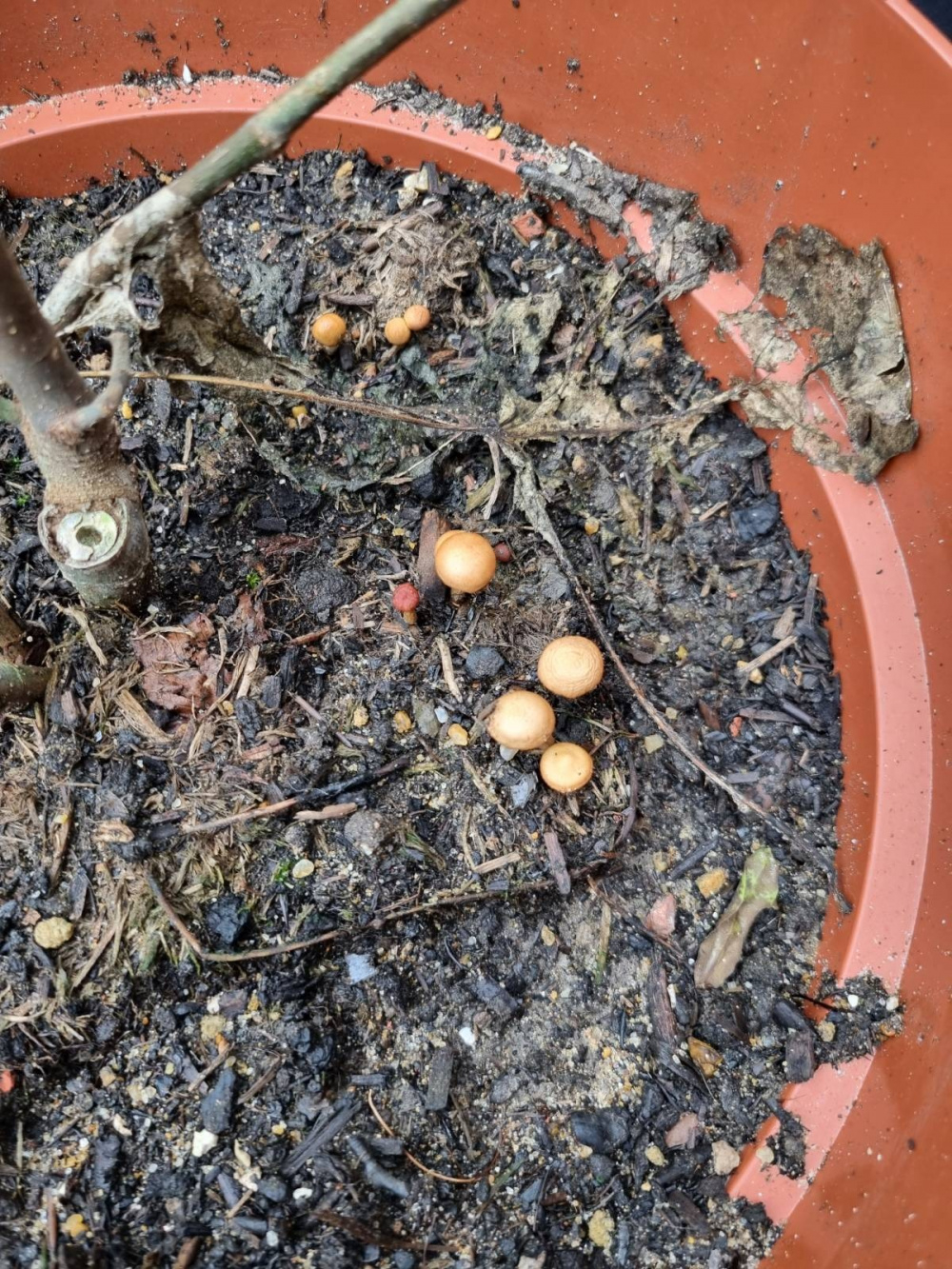 Mushrooms In My Garden Soil at Joshua Thornton blog