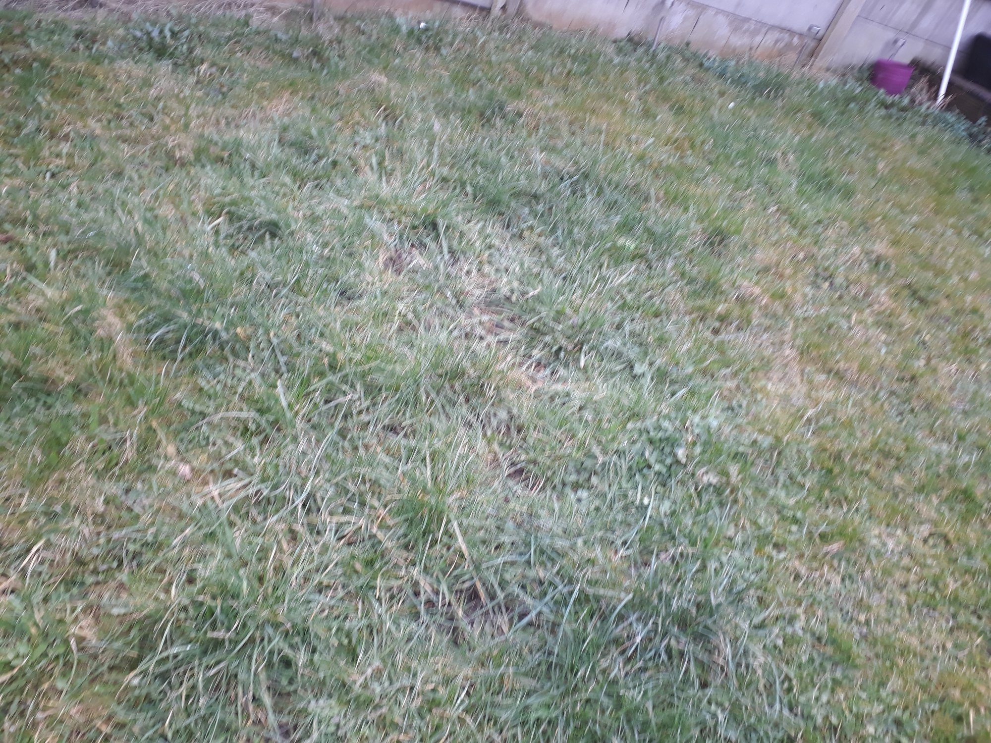 Plants for boggy/clay like soil — BBC Gardeners' World Magazine