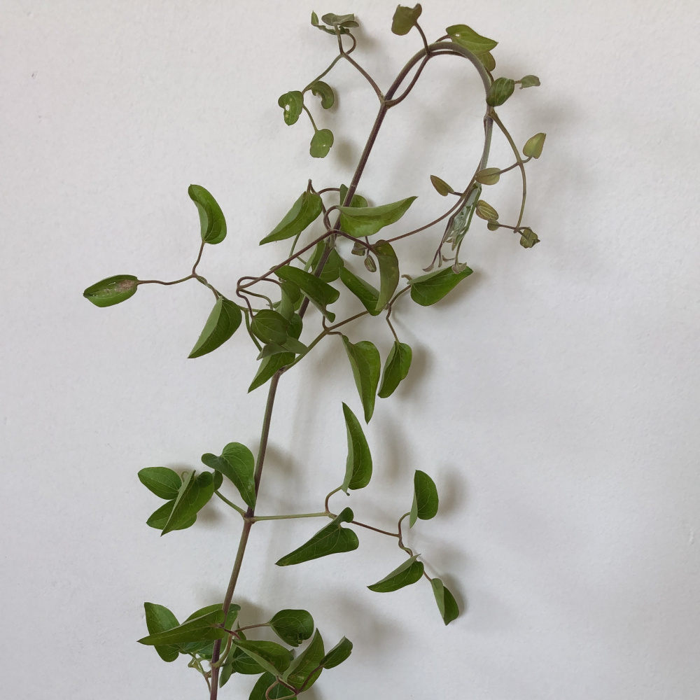 Identification ?Russian Vine — BBC Gardeners' World Magazine